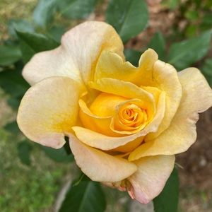 Meet your Posher, Mariana